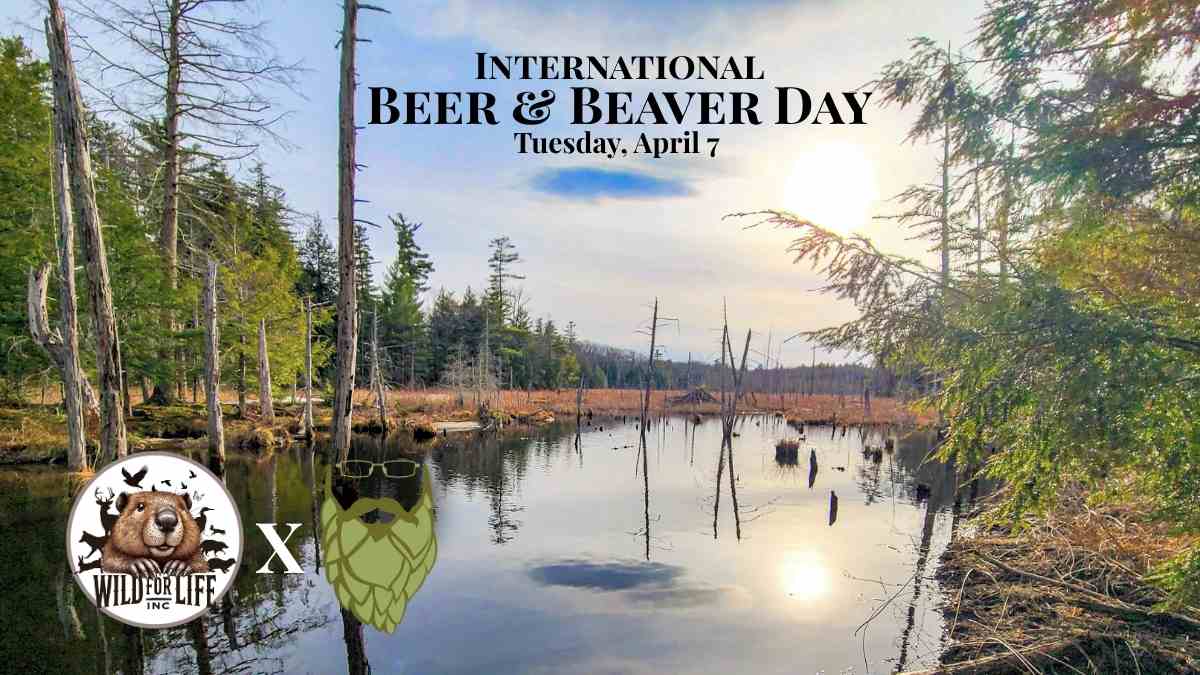 Guided hike for International Beer and Beaver Day at Artisanal Brew Works with beaver habitat in Saratoga Springs NY